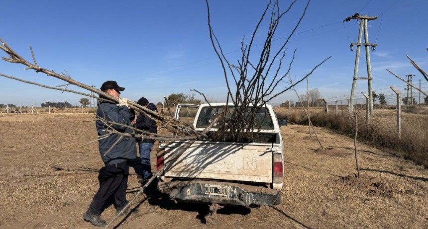 FORESTACIÓN EN LA PLANTA DE RSU