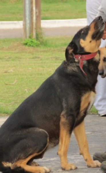 CASTRACIONES GRATUITAS