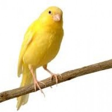 EXPOSICIÓN CLÁSICA DE CANARICULTURA