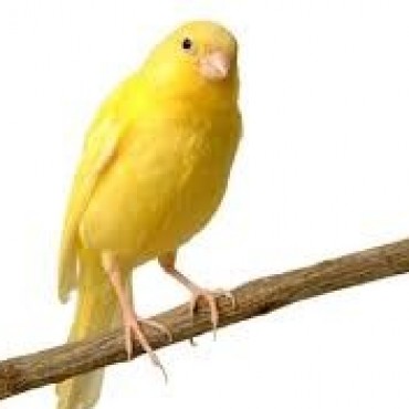 SÁBADO Y DOMINGO, EXPOSICIÓN DE CANARIOS