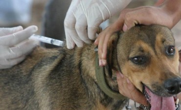 Sábado - VACUNACIÓN CONTRA LA RABIA