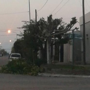 LABRARON INFRACCIONES A VECINOS QUE REALIZARON PODA DE ARBOLADO PUBLICO SIN AUTORIZACION