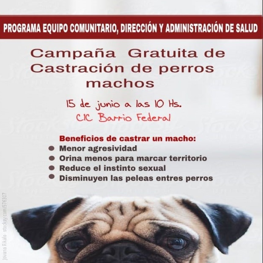 REALIZARAN CAMPAÑA DE CASTRACION DE PERROS MACHOS