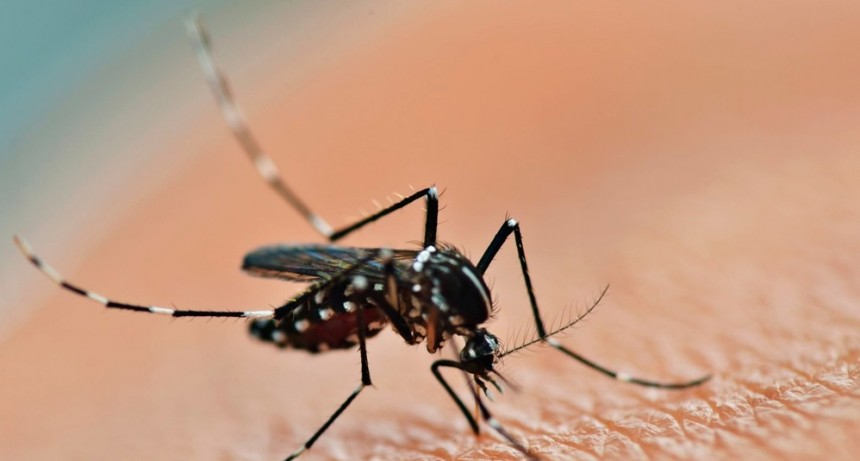 Prevención: recuerdan que el huevo del mosquito Aedes sobrevive al frio