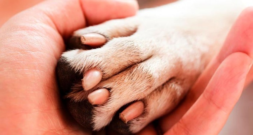 MANTENIMIENTO Y REPARACIÓN DEL REFUGIO CANINO