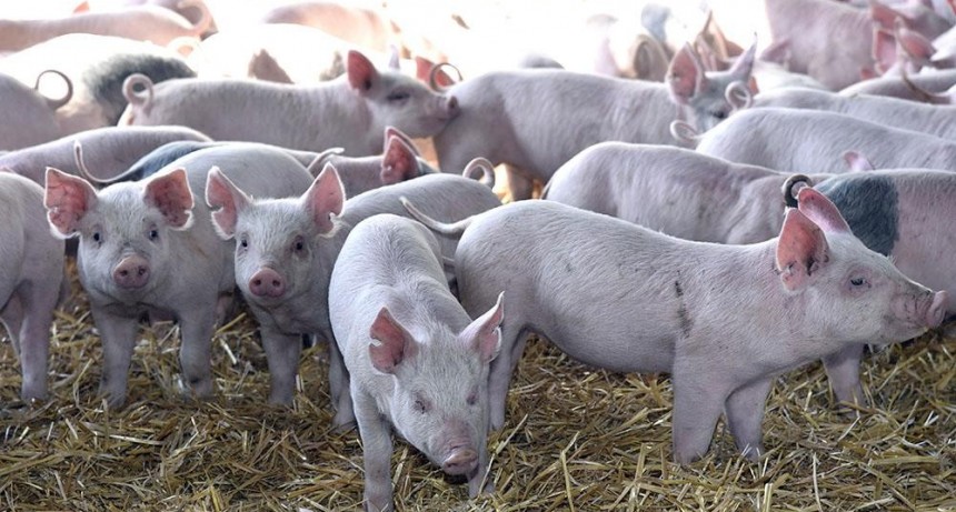 PRODUCCIÓN TRABAJA PARA LA SEMANA DEL CERDO