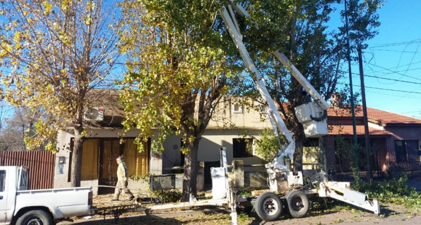 TRABAJOS DE PODA EN EL ARBOLADO URBANO