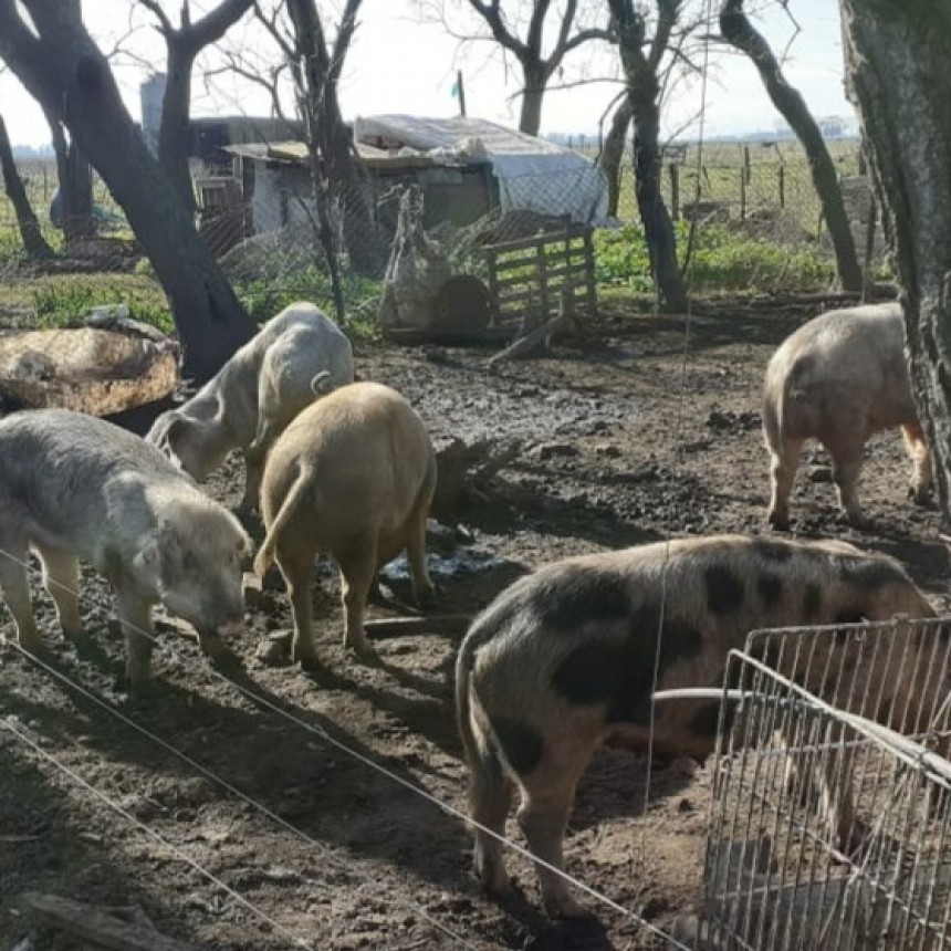 SENASA CONTROLÓ UN FOCO DE TRIQUINOSIS EN EL PARTIDO DE GENERAL PAZ