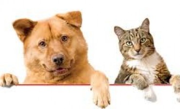 VACUNACION PARA PERROS Y GATOS
