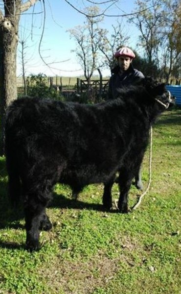 LA CABAÑA ENE MAITEA ESTARA OTRA VEZ EN PALERMO