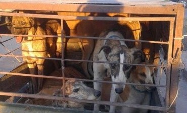 OPERATIVO POLICIAL CONTRA LAS CARRERAS DE GALGOS