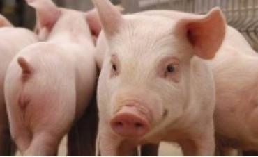 SE REALIZARA EL SEGUNDO FORO DEL CLUSTER PORCINO DEL OESTE BONAERENSE