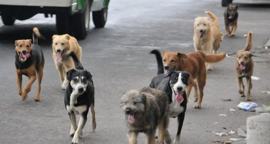 EL RADICALISMO PIDE AL INTENDENTE UNA SOLUCION PARA LOS PERROS CALLEJEROS