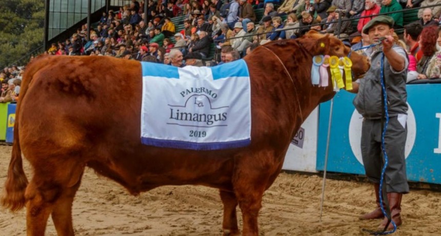 LA CABAÑA DE LEONARDO HERNANDEZ SE QUEDO CON EL GRAN CAMPEON Y EL RESERVADO CAMPEON LIMANGUS EN PALERMO