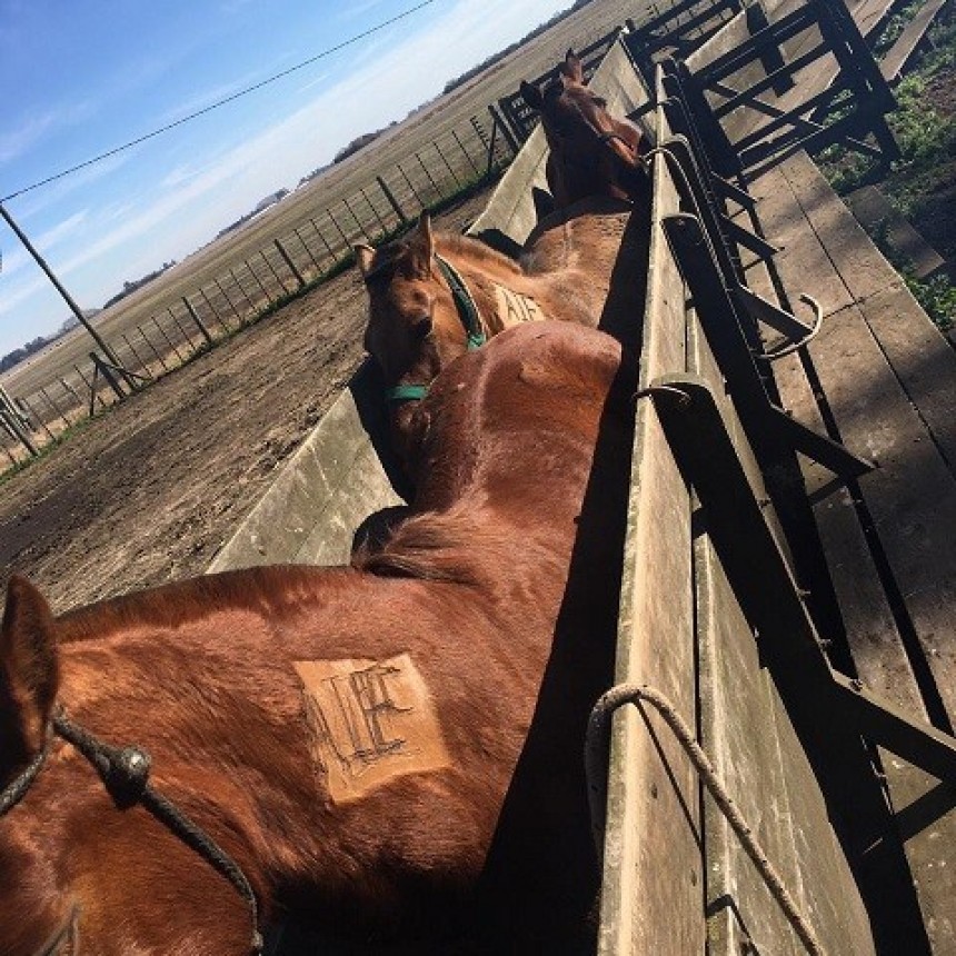 SANIDAD DE LOS CABALLOS: EL SENASA CONTROLÓ UN FOCO DE ANEMIA INFECCIOSA EQUINA EN GENERAL ALVEAR