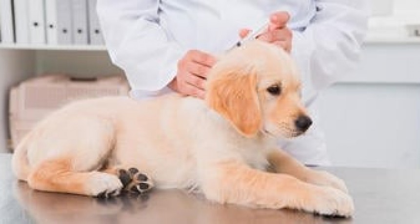 VACUNACIÓN ANTIRRÁBICA PARA PERROS Y GATOS