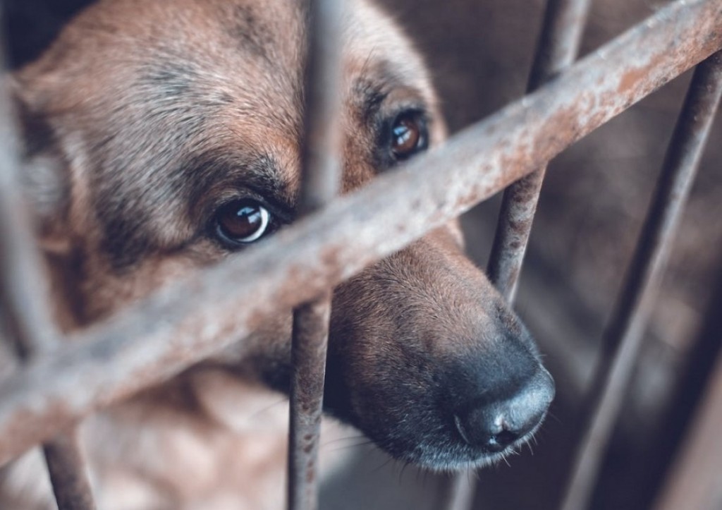 DENUNCIA PÚBLICA POR UN PERRO EN ESTADO DE ABANDONO