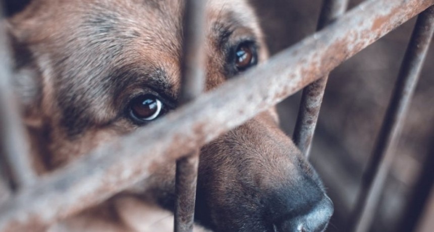 DENUNCIA PÚBLICA POR UN PERRO EN ESTADO DE ABANDONO