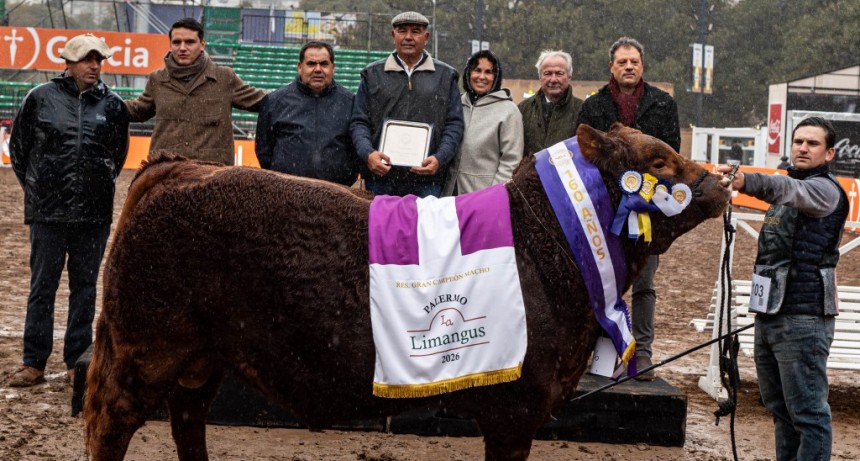 Premio en Palermo para caba&ntilde;a treslomense: Reservado Campe&oacute;n Macho Limangus