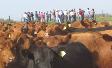 LA GIRA GANADERA LLEGA HOY A SALLIQUELO