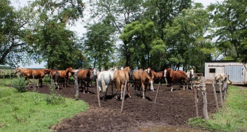 FOCO DE ANEMIA INFECCIOSA EQUINA EN LINCOLN PROVINCIA DE BUENOS AIRES