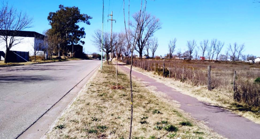 FORESTACIÓN DE ARBOLADO URBANO