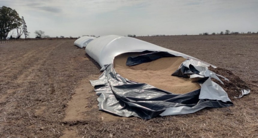 INVESTIGAN UN FALTANTE DE SOJA DE UN BOLSON EN UN CAMPO DE INGENIERO THOMPSON