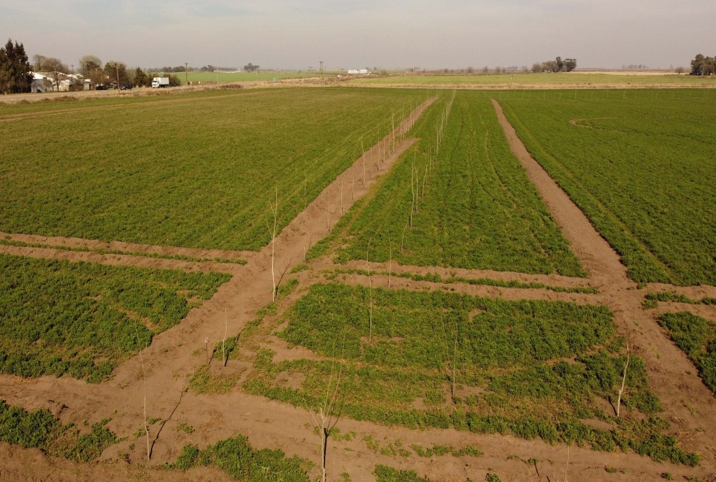 AVANZA LA FORESTACIÓN DEL POLO INDUSTRIAL, COMERCIAL Y DE SERVICIOS