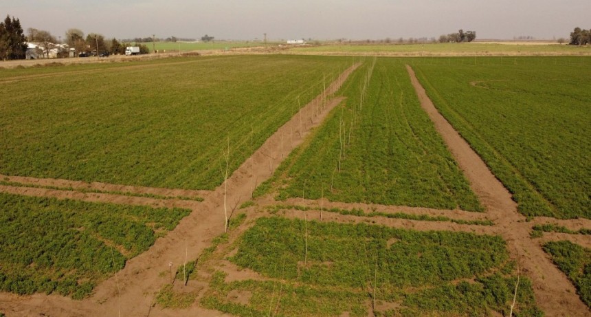 AVANZA LA FORESTACIÓN DEL POLO INDUSTRIAL, COMERCIAL Y DE SERVICIOS