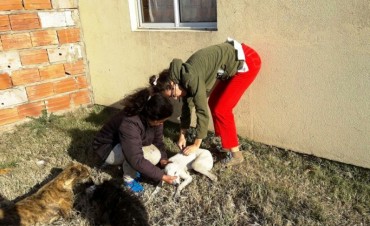 CONTROLES SANITARIOS CANINOS