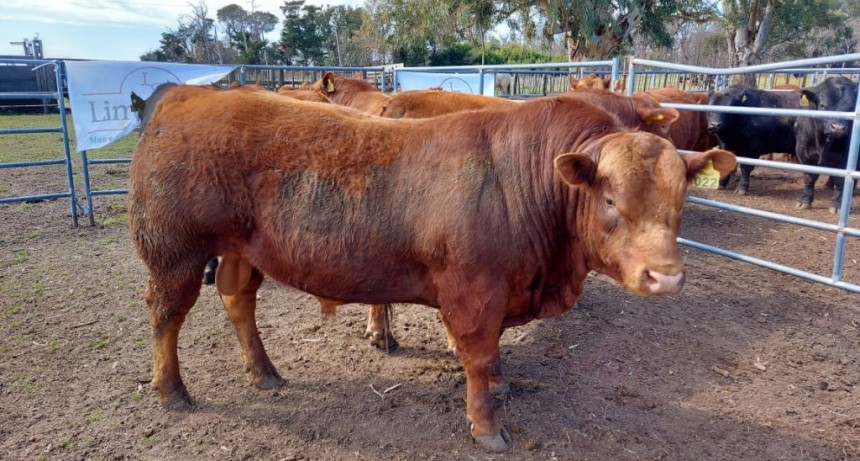 SE DESARROLLÓ LA JURA FENOTÍPICA DE TOROS LIMANGUS EN LA CHACRA BELLOCQ