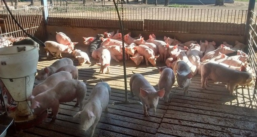 SENASA BRINDA RECOMENDACIONES PARA EVITAR LA PROPAGACIÓN Y EL CONTAGIO DE LA TRIQUINOSIS
