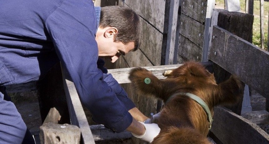 SENASA: EL 1 DE OCTUBRE VENCE EL PLAZO PARA LA REACREDITACIÓN EN PROGRAMAS DE SANIDAD ANIMAL