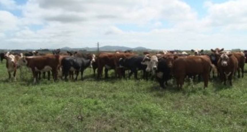 EN EL PAÍS EXISTEN MÁS DE 130.000 EXPLOTACIONES DE GANADERÍA VACUNA
