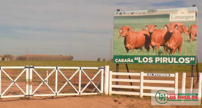 UNA VAQUILLONA DE CABAÑA LOS PIRULOS SE VENDIÓ EN 1.020.000 PESOS EN EL REMATE DE GANADERA SALLIQUELO