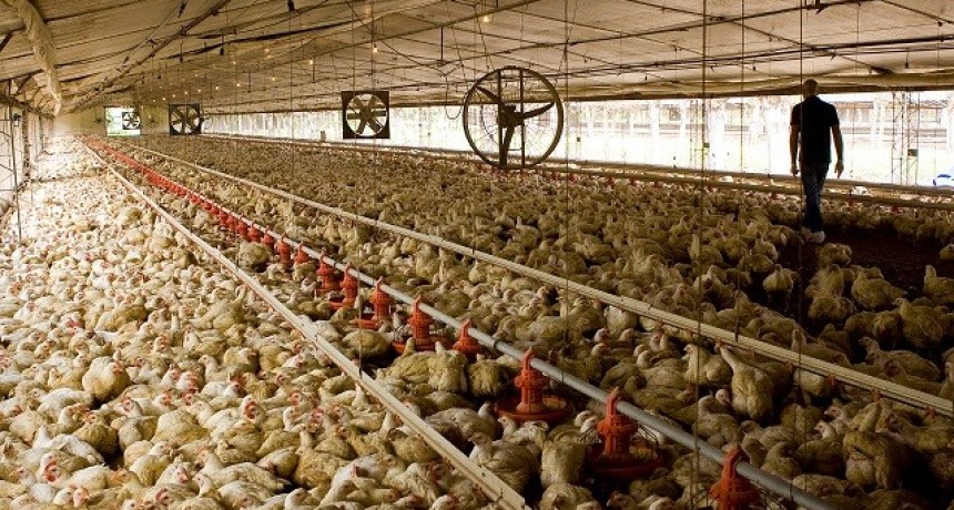 SENASA: EL PRIMERO DE OCTUBRE VENCE EL PLAZO PARA LA REACREDITACIÓN EN PROGRAMAS DE SANIDAD ANIMAL