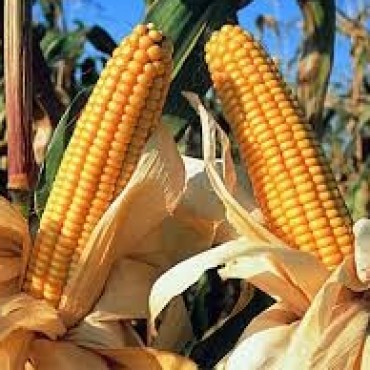 SIEMBRA DEL LOTE DESTINADO A LA MUESTRA DINAMICA