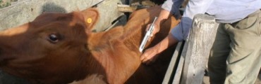 COMIENZA LA SEGUNDA CAMPAÑA DE VACUNACION CONTRA LA FIEBRE AFTOSA