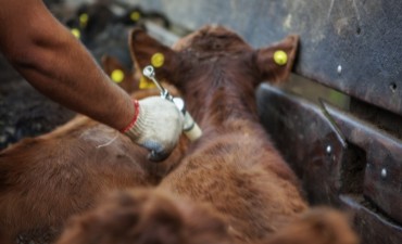 COMIENZA LA SEGUNDA CAMPAÑA DE VACUNACION CONTRA LA FIEBRE AFTOSA