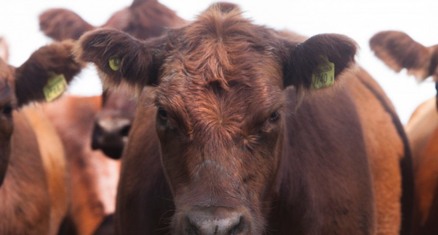 SANIDAD ANIMAL: COMIENZA LA SEGUNDA CAMPAÑA DE VACUNACIÓN CONTRA LA FIEBRE AFTOSA DE 2020