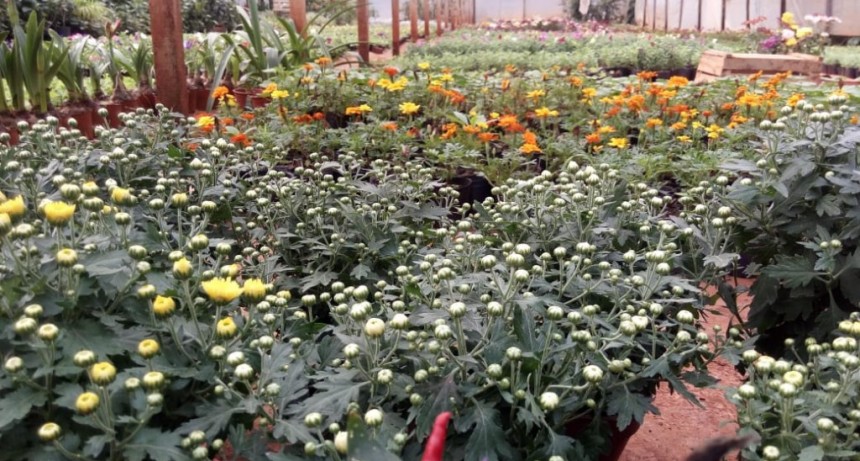 SANIDAD VEGETAL: MODIFICACIONES PARA LA EMISIÓN DE DOCUMENTO DE TRÁNSITO VEGETAL ELECTRÓNICO
