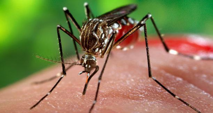 MEDIO AMBIENTE TRABAJA EN LA PREVENCIÓN DE LA REPRODUCCIÓN DE MOSQUITOS