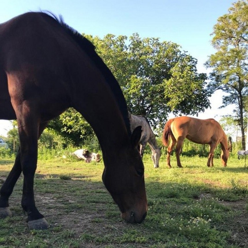 SANIDAD DE LOS CABALLOS: ANEMIA INFECCIOSA EQUINA - CÓMO PREVENIR LA ENFERMEDAD - 