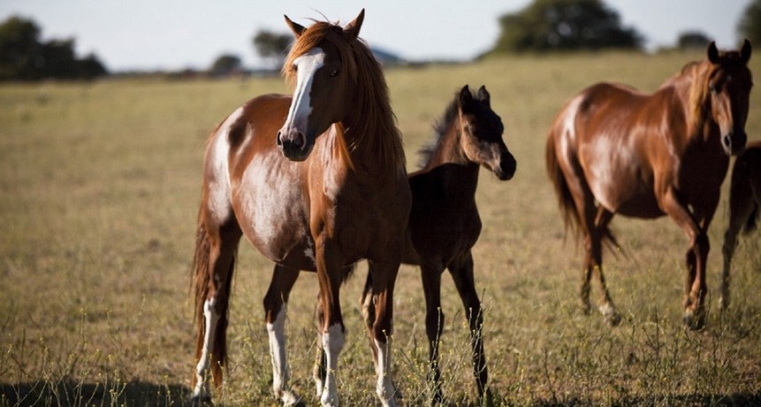 ENCEFALOMIELITIS EQUINA: CLAVES DE MANEJO Y BIENESTAR ANIMAL EN PRESENCIA DE SIGNOS CLÍNICOS