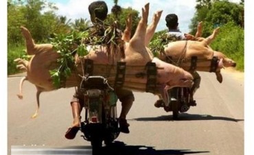 DETUVIERON A UN HOMBRE QUE HABÍA ROBADO LECHONES