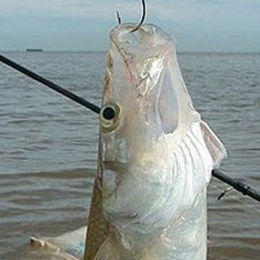 LABRAN ACTUACIONES A TRES PERSONAS QUE PESCABAN CON ARPONES CASEROS EN COCHICO