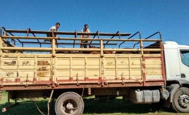 LA PATRULLA RURAL DEMORO A UNA PERSONA CON PEDIDO DE CAPTURA Y SECUESTRO ANIMALES VACUNOS, OVEJAS, PORCINOS Y EQUINOS