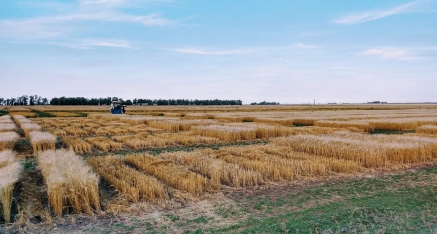 CON EL INICIO DE LA COSECHA, COMIENZAN LOS ANÁLISIS DE CALIDAD DE TRIGO GRATUITOS PARA PRODUCTORES