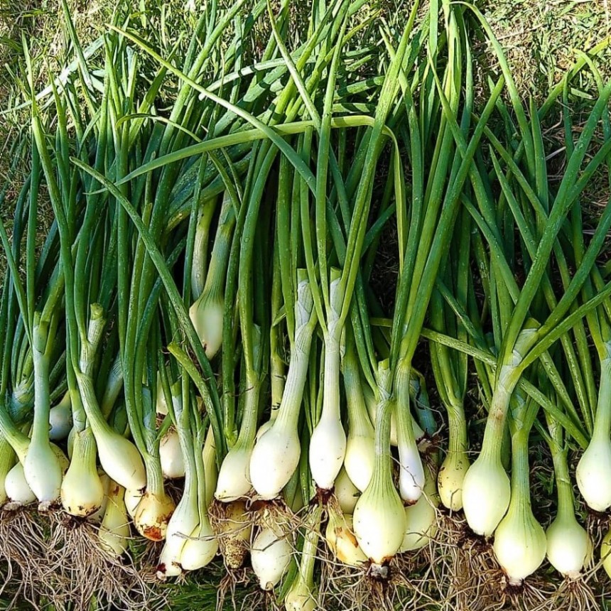 CONTINÚA LA COSECHA DE VERDURAS ORGÁNICAS EN LA UNIDAD PRODUCTIVA LOCAL