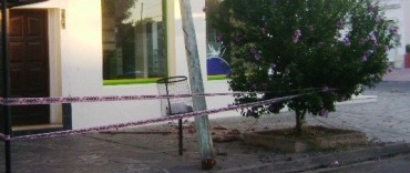 RECLAMO A TELEFONICA POR PALMERAS Y CABLEADO EN MAL ESTADO